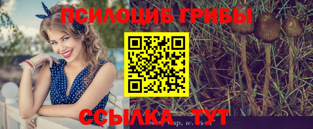 Псилоцибиновые грибы Cubensis Добрянка